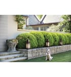 Hinkley Lighting - 17461BLC - Beacon Hill 26.25" Outdoor Post Mount by Hinkley Lighting